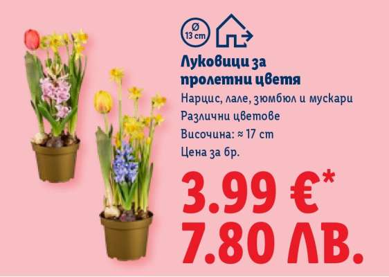 Луковици за пролетни цветя