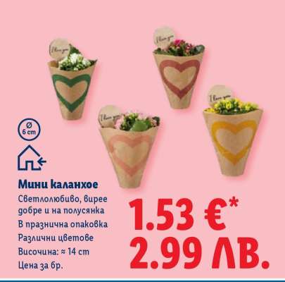 Мини каланхое