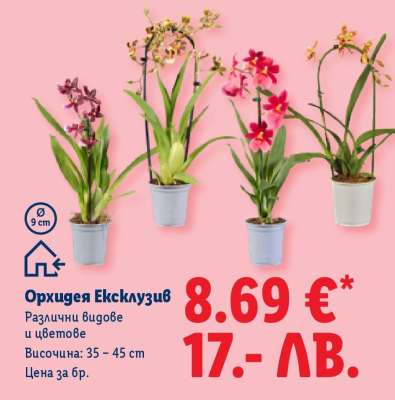 Орхидея „Ексклузив“
