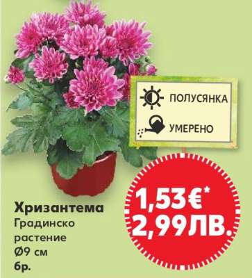 Хризантема