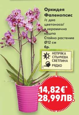 Орхидея Фаленопсис