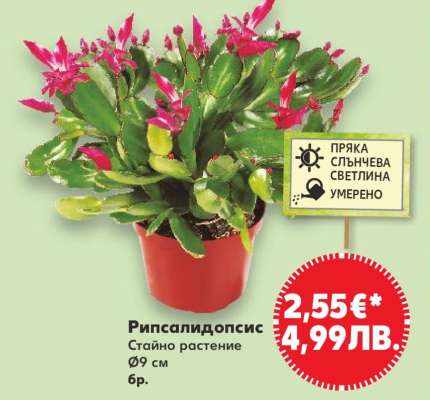 Рипсалидопсис