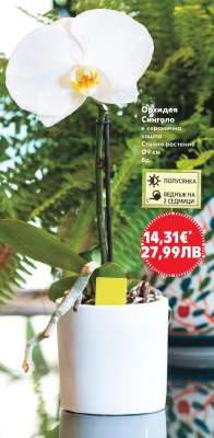 Орхидея Синголо