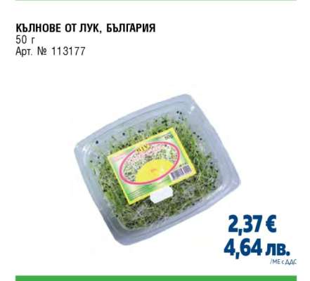 Кълнове от лук, България