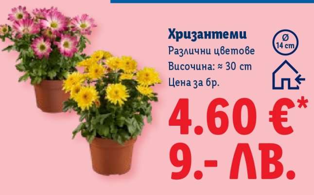 Хризантеми