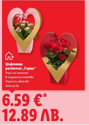 Цъфтящо растение „Сърце“