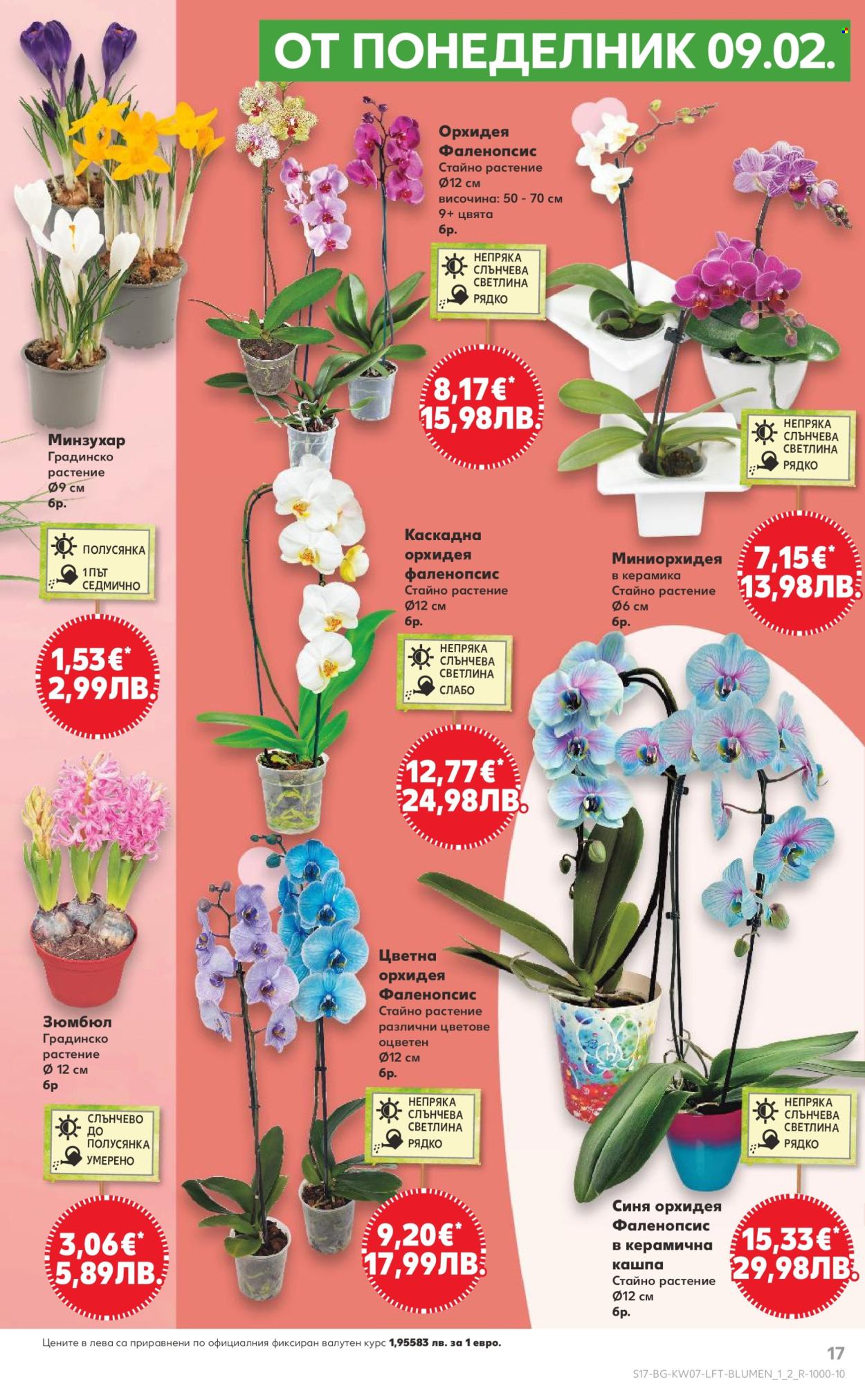 Брошура на Кауфланд - 09.02.2026 - 15.02.2026. Страница 17