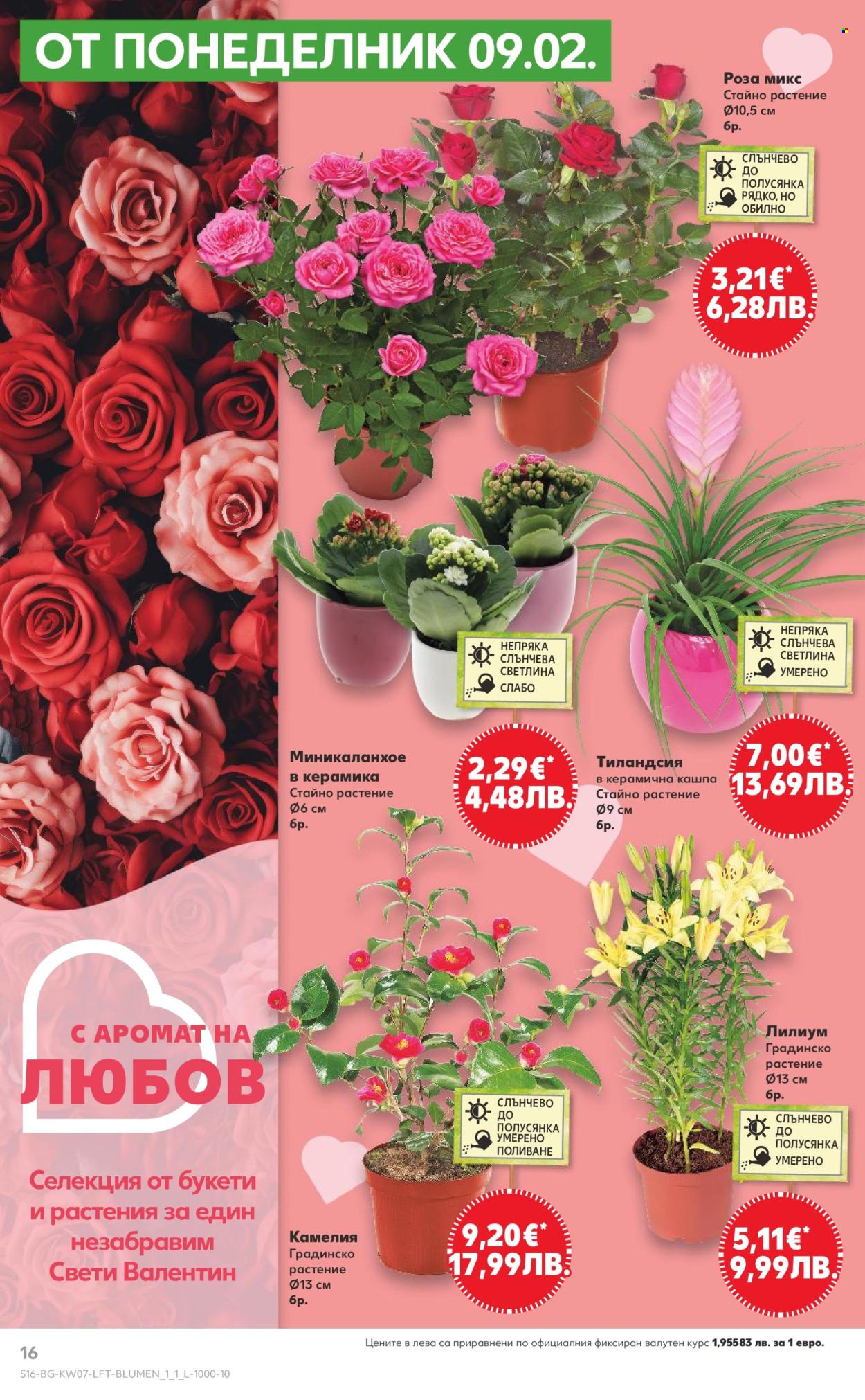 Брошура на Кауфланд - 09.02.2026 - 15.02.2026. Страница 16