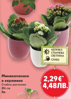 Миникаланхое в керамика