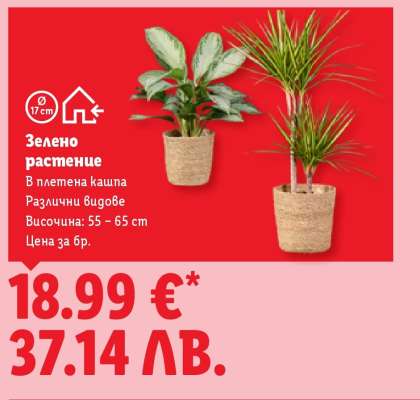 Зелено растение