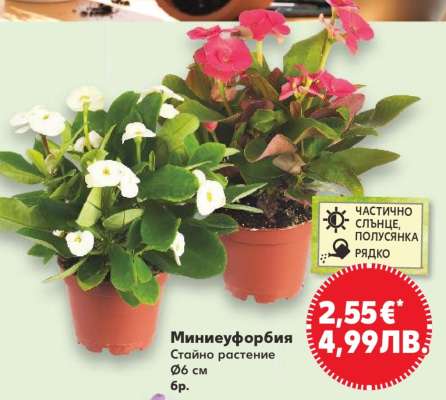 Миниеуфорбия