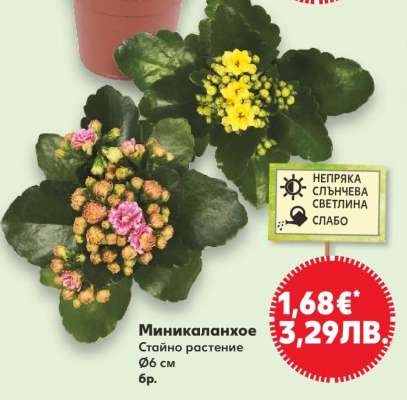 Миникаланхое