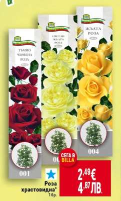 Роза храстовидна