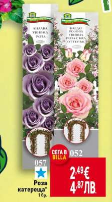 Роза катереща