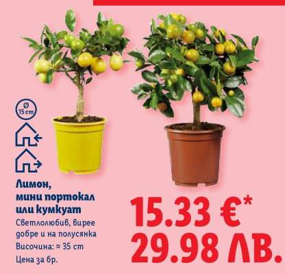 Лимон, мини портокал или кумкуат