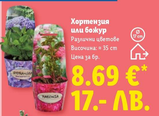 Хортензия или божур