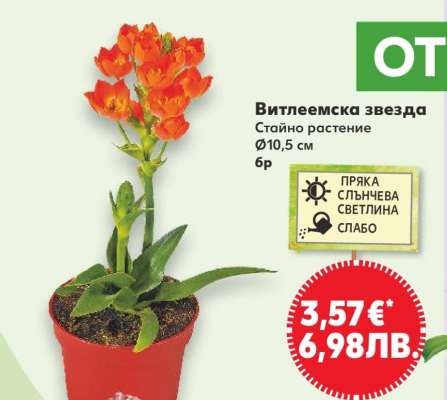 Витлеемска звезда