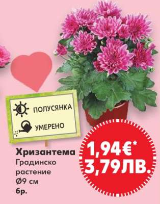 Хризантема