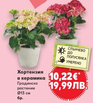 Хортензия в керамика