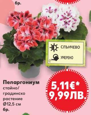 Пеларгониум
