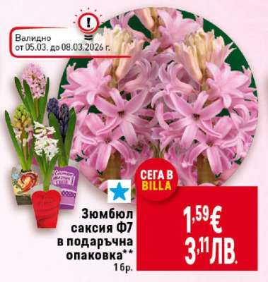 Зюмбюл саксия Ф7 в подаръчна опаковка