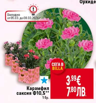 Карамфил саксия Ф10,5