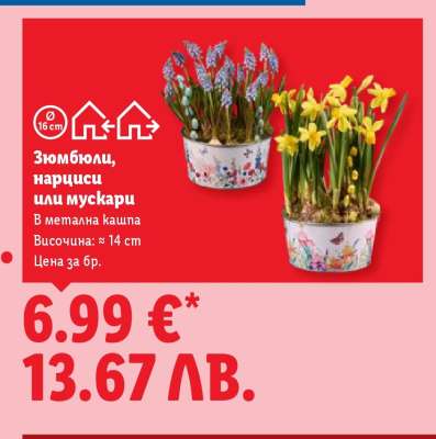 Зюмбюл, нарциси или мускари