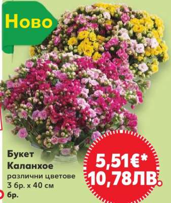 Букет Каланхое