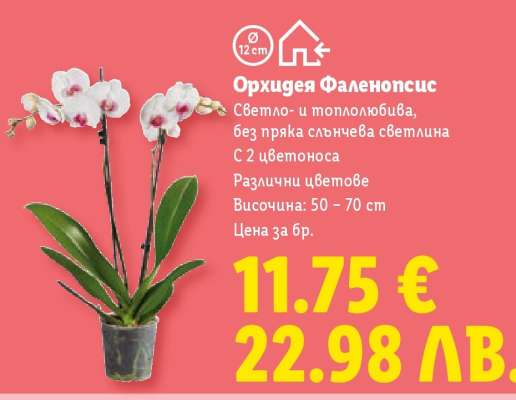 Орхидея Фаленопсис