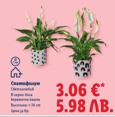 Спатифилум