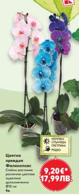 Цветна орхидея Фаленопсис