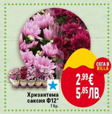 Хризантема саксия Ф12