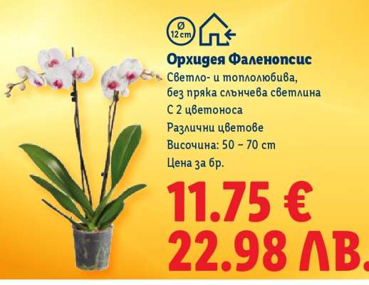 Орхидея Фаленопсис