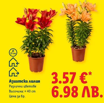 Азиатска лилия