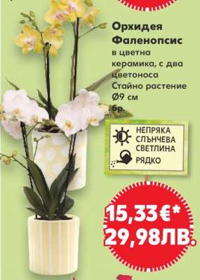 Орхидея Фаленопсис