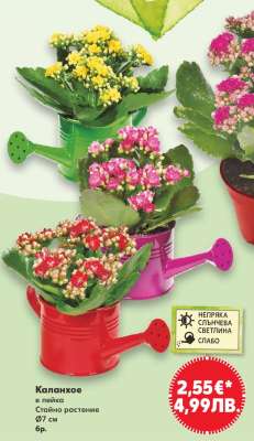 Каланхое в лейка