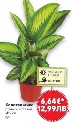 Калатея микс