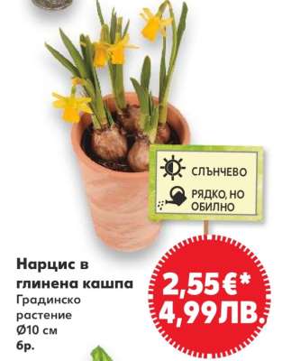 Нарцис в глинена кашпа