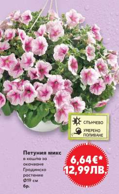 Петуния микс