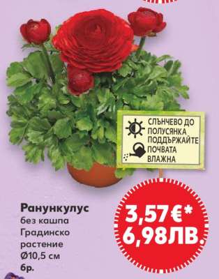 Ранункулус