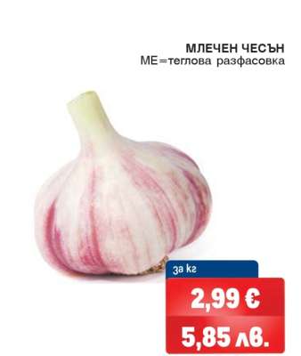 Млечен чесън