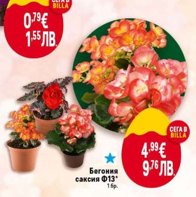 Бегония саксия Ф13