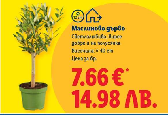 Маслиново дърво