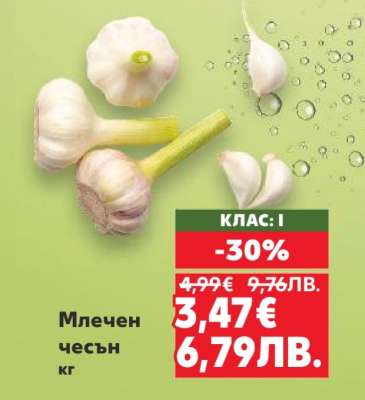 Млечен чесън