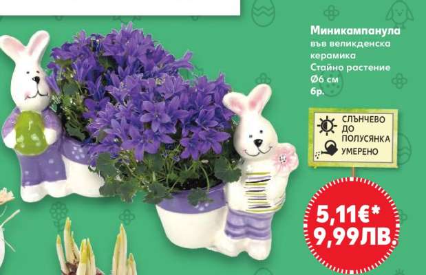 Миникампанула