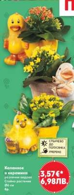 Каланхое в керамика