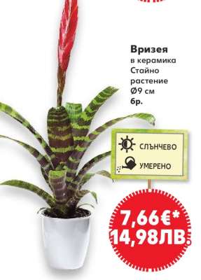 Вризея в керамика