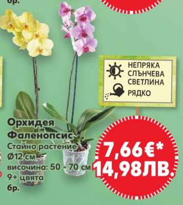 Орхидея Фаленопсис