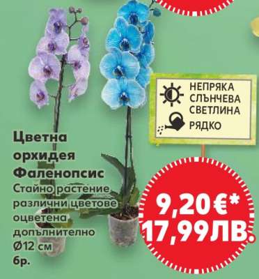 Цветна орхидея Фаленопсис