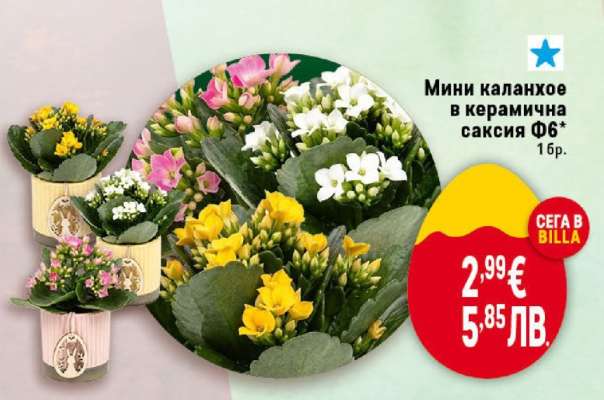 Мини каланхое в керамична саксия Ф6